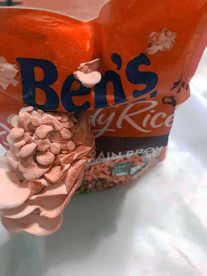 Black Pearl Oyster Mushroom Growing Kit - DIGS