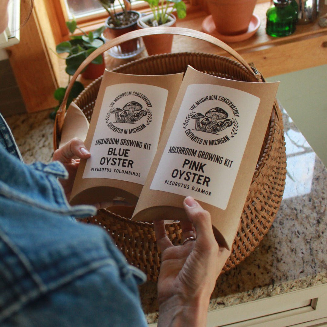 Blue Oyster Mushroom Growing Kit - DIGS