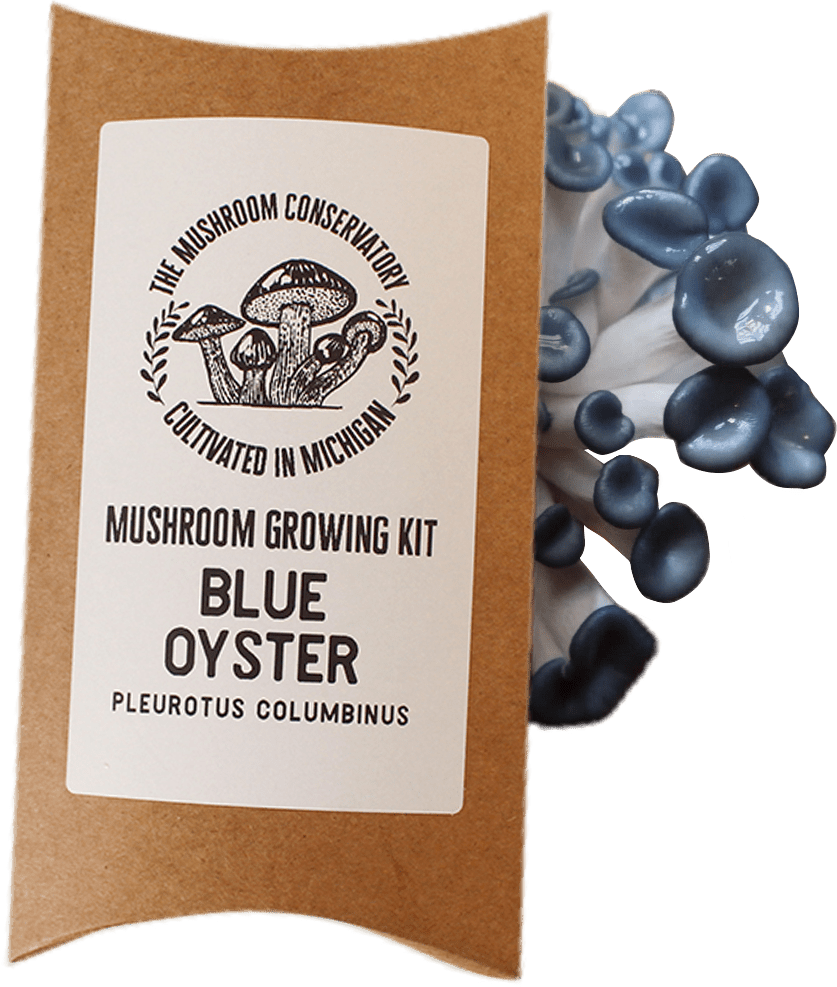 Blue Oyster Mushroom Growing Kit - DIGS