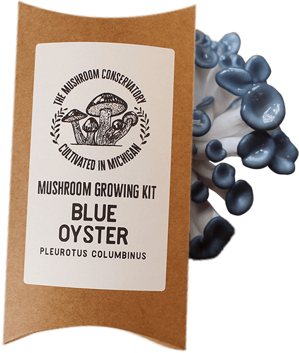 Blue Oyster Mushroom Growing Kit - DIGS