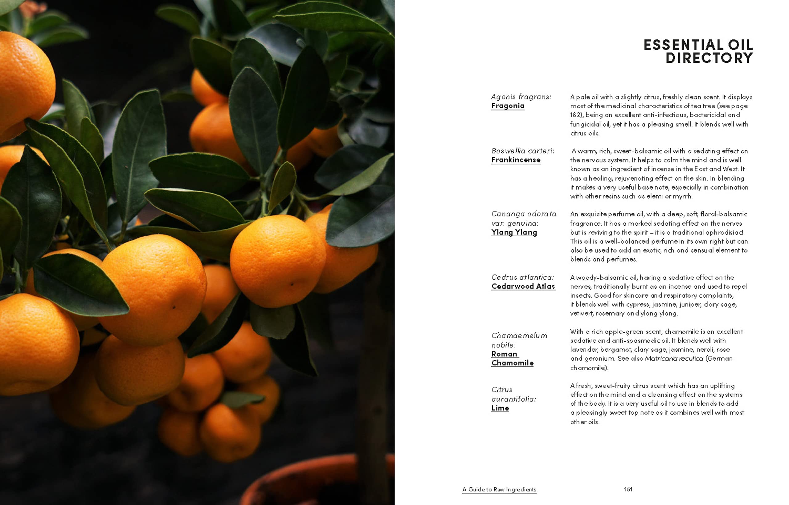 Mud Salt + Medicine - DIGS