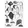 Ode to the Sea Tattoo Sheet - DIGS