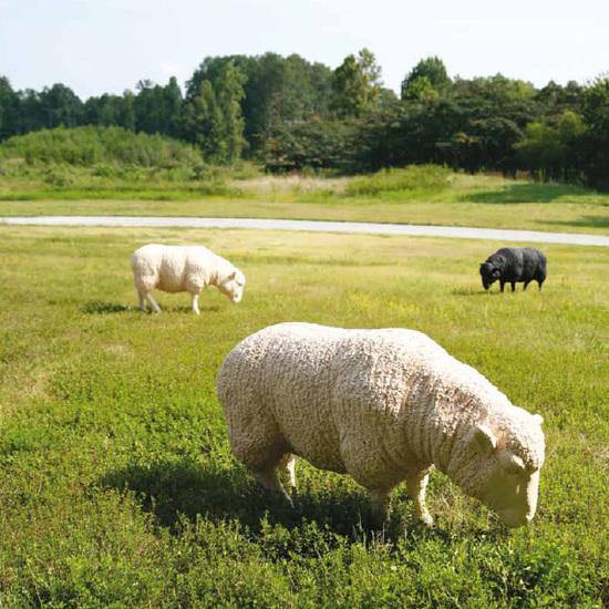 Sheep Sculpture - Statue - DIGS