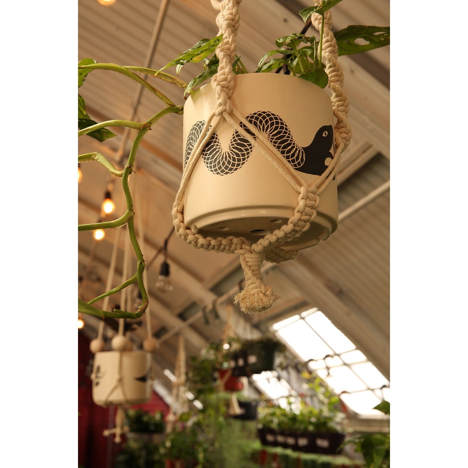 Snake Plant Pot with Saucer - DIGS