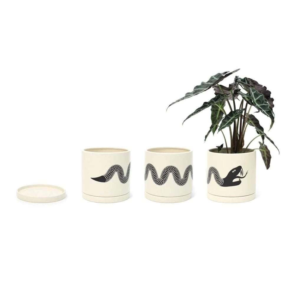 Snake Plant Pot with Saucer - DIGS