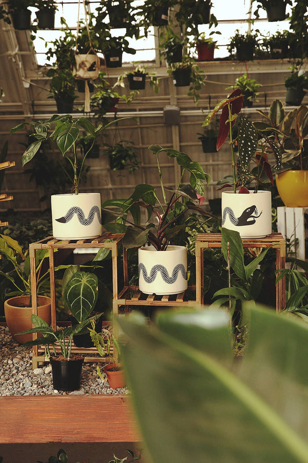 Snake Plant Pot with Saucer - DIGS