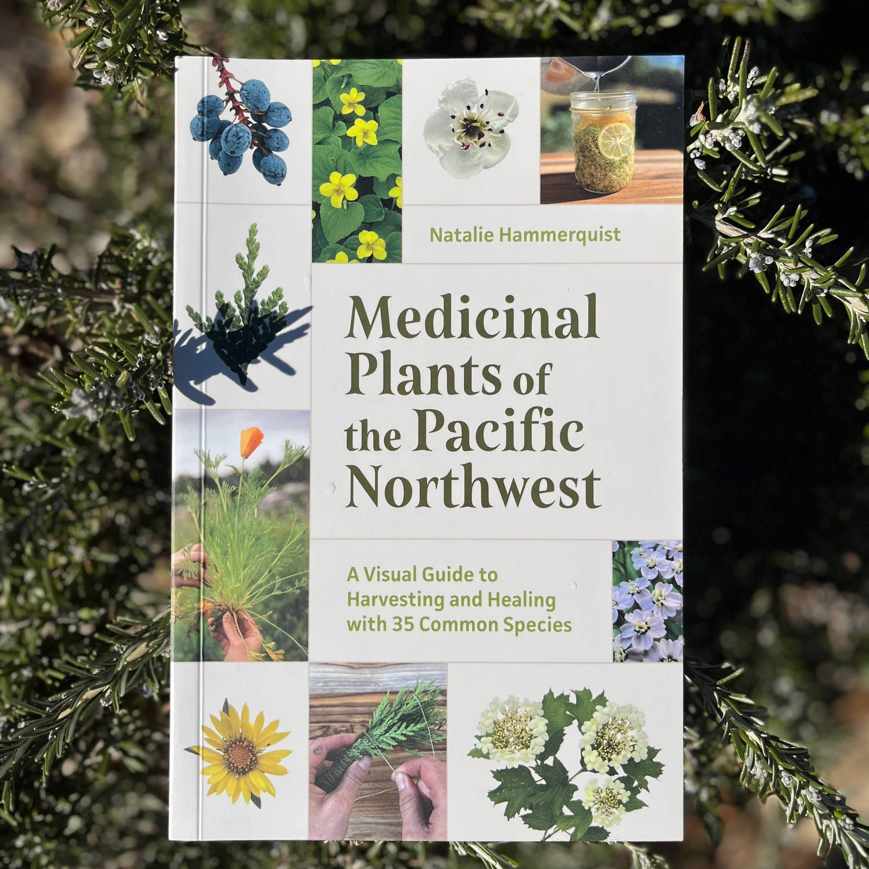 Medicinal Plants of the Pacific Northwest