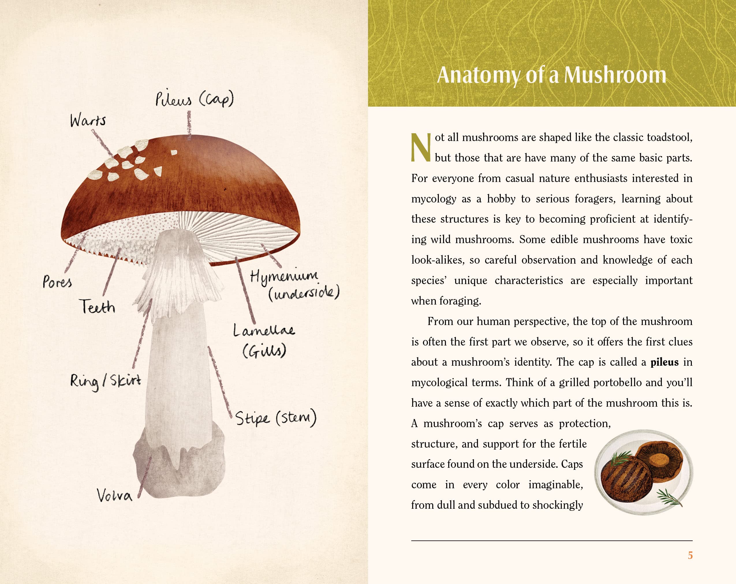 This Book is for People Who Love Mushrooms