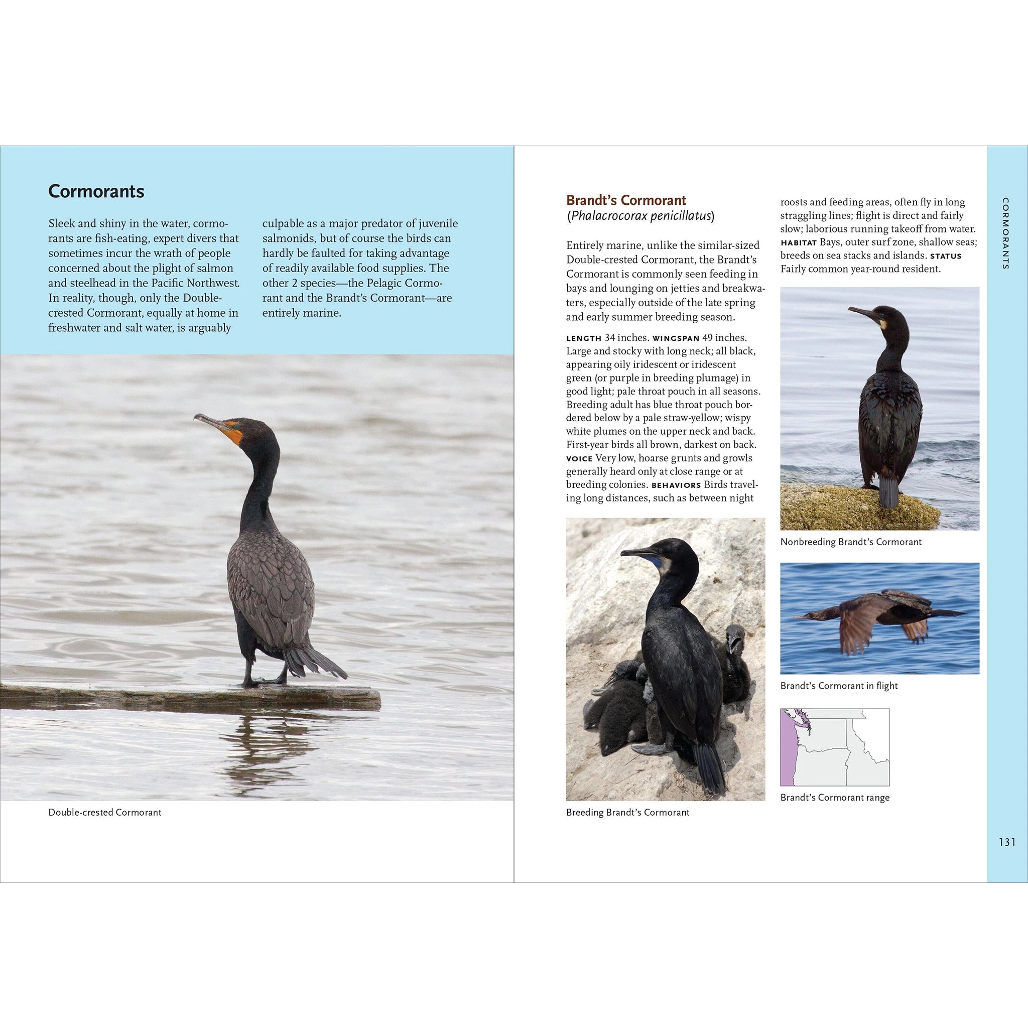 Birds of the Pacific Northwest