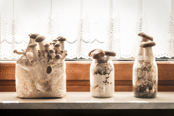King Oyster Gourmet Mushroom Growing Kit