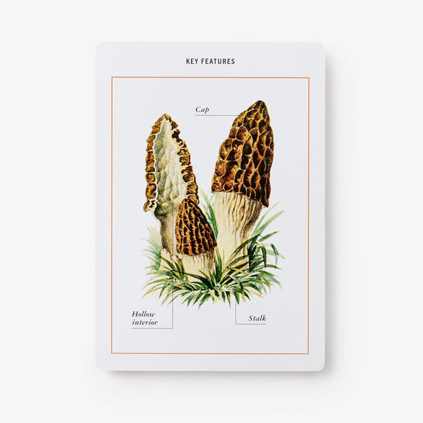 New York Botanical Garden Mushroom Identification Flashcards