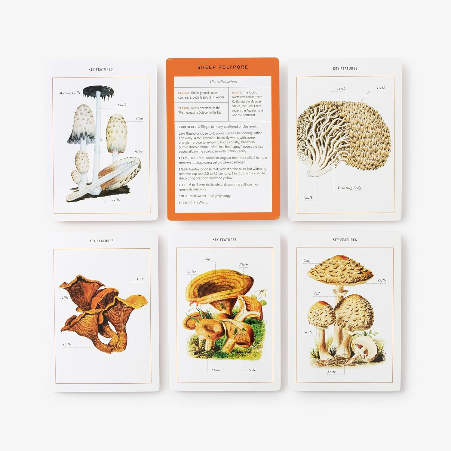 New York Botanical Garden Mushroom Identification Flashcards