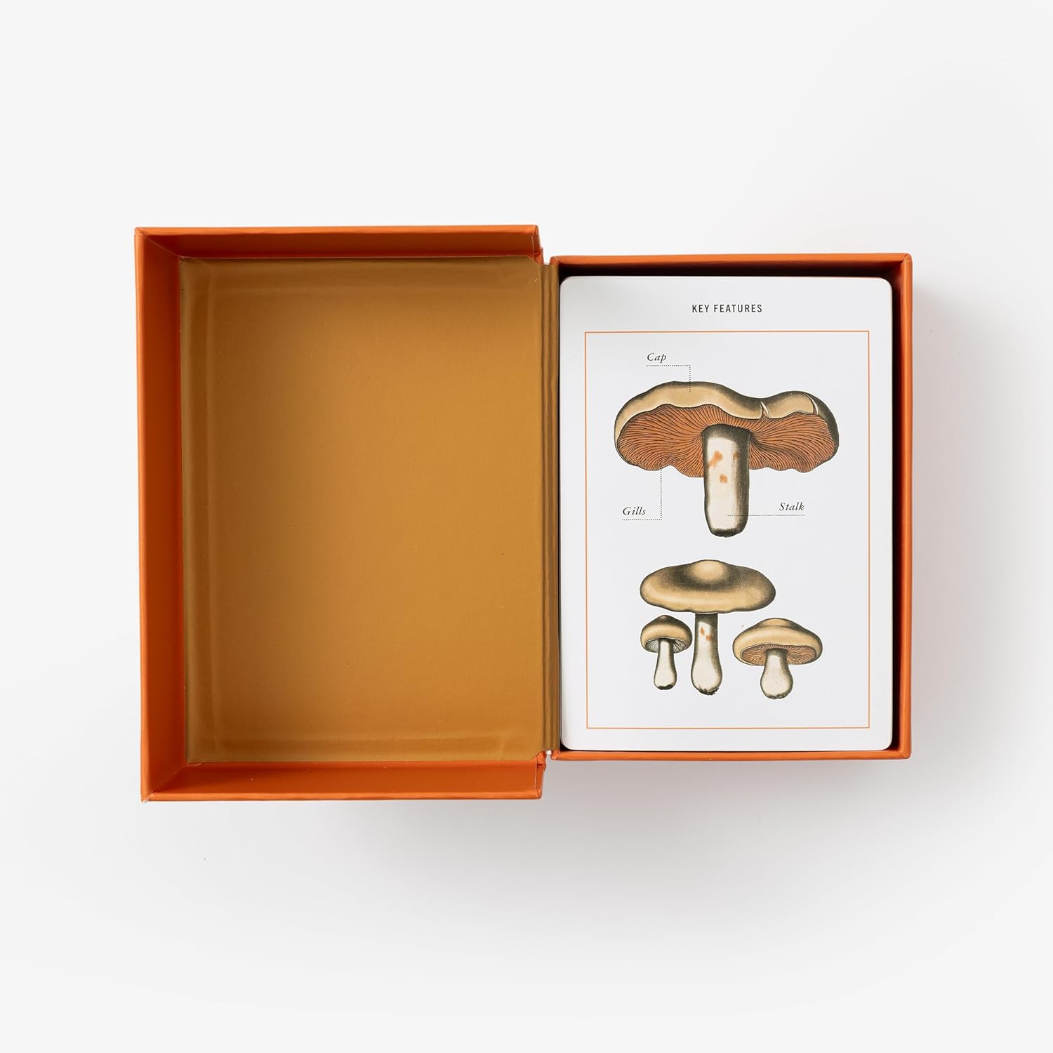 New York Botanical Garden Mushroom Identification Flashcards