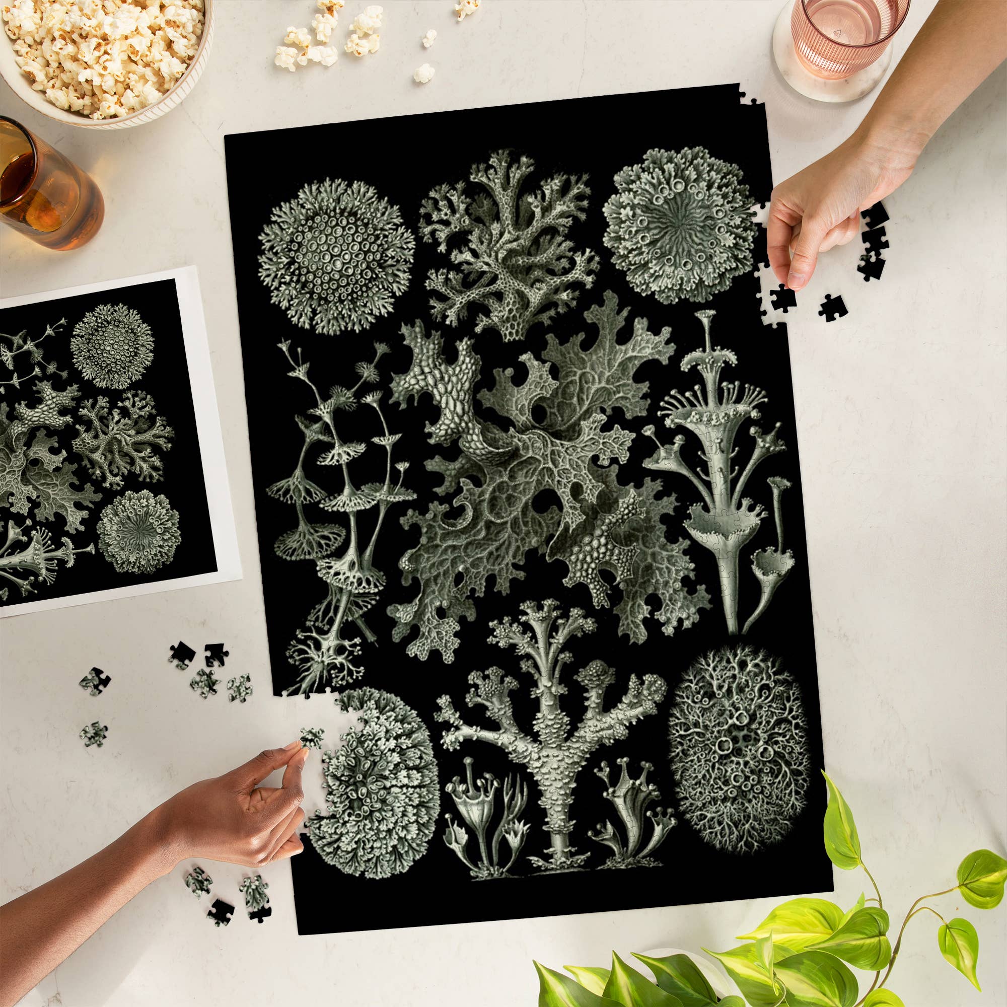 Art Forms in Nature: Lichen by Ernst Haeckel 1000 Piece Puzzle - DIGS