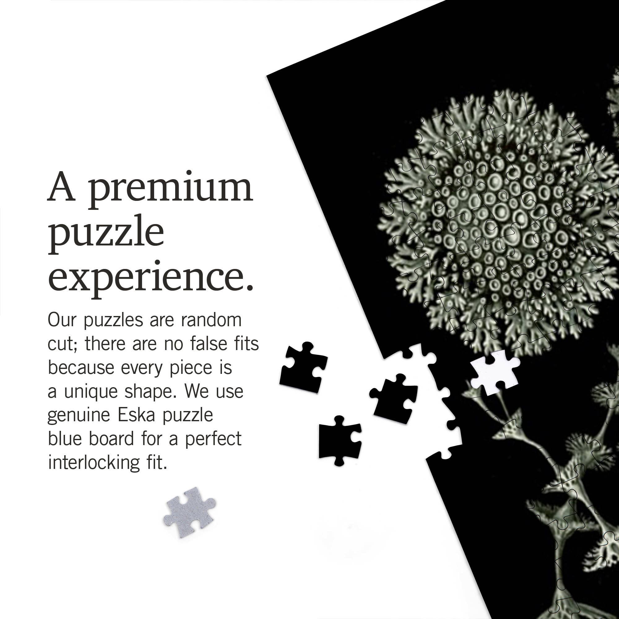 Art Forms in Nature: Lichen by Ernst Haeckel 1000 Piece Puzzle - DIGS