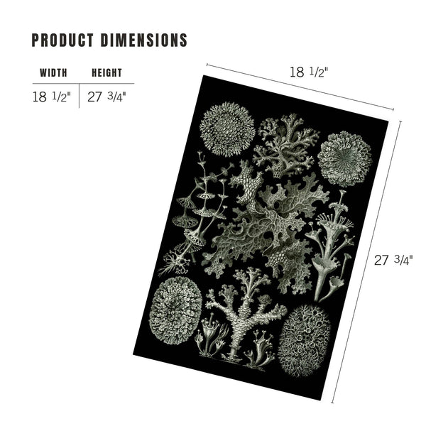 Art Forms in Nature: Lichen by Ernst Haeckel 1000 Piece Puzzle - DIGS