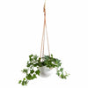 Ashbury Hanging Planter: Small - DIGS