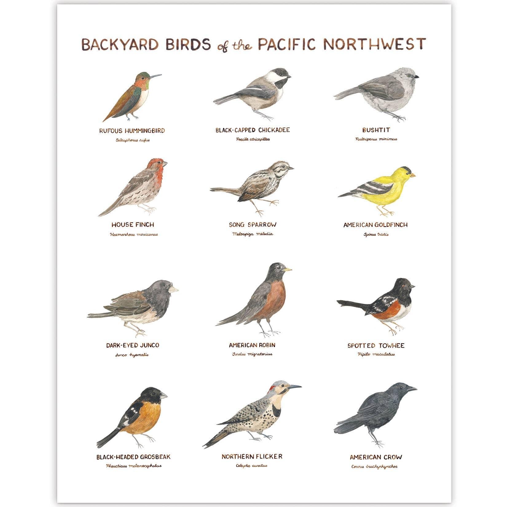 Backyard Birds of the Pacific Northwest Art Print - DIGS