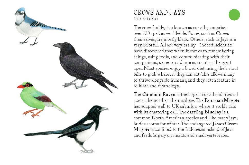 Bird Families Game - DIGS