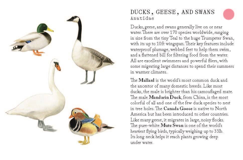 Bird Families Game - DIGS