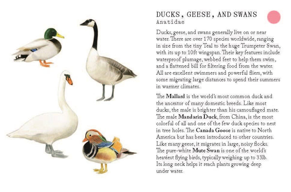 Bird Families Game - DIGS