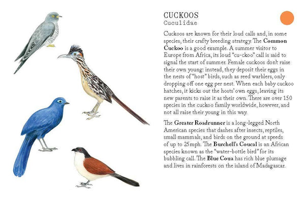 Bird Families Game - DIGS