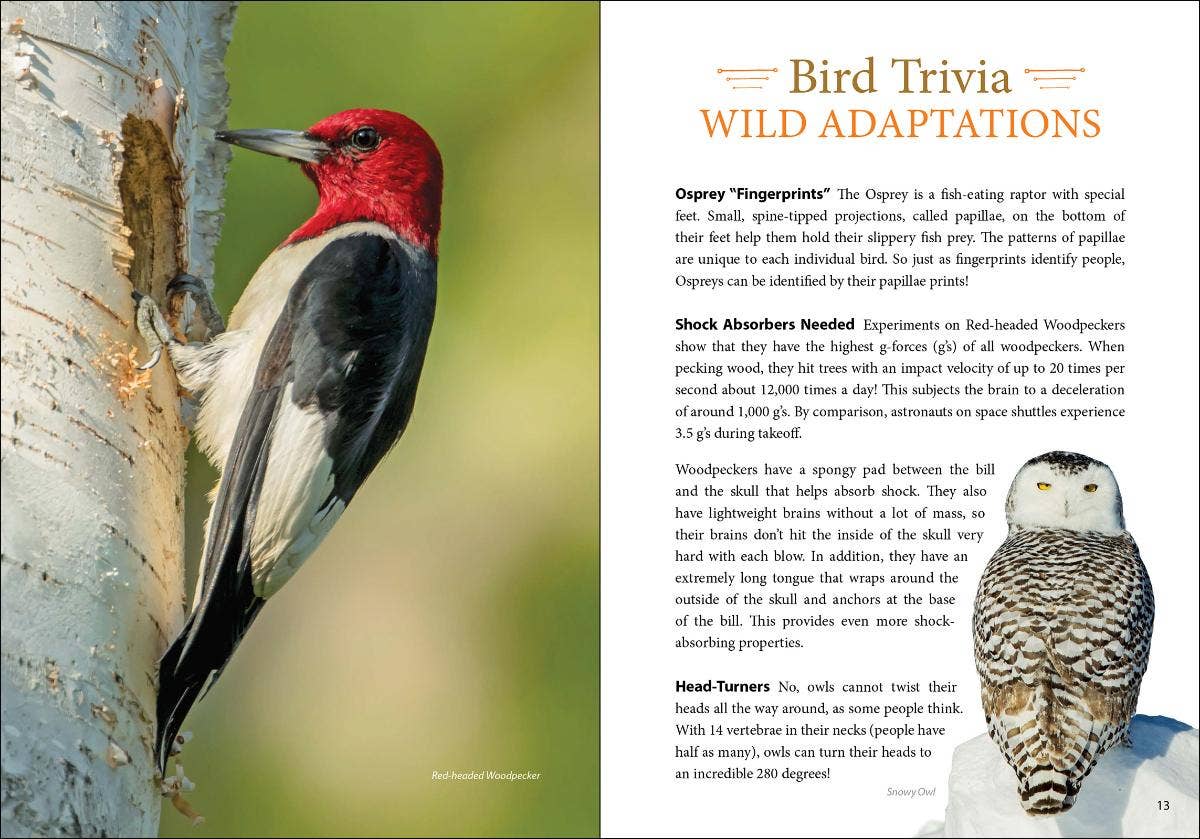 Bird Trivia - DIGS