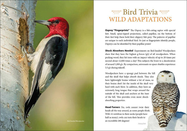 Bird Trivia - DIGS