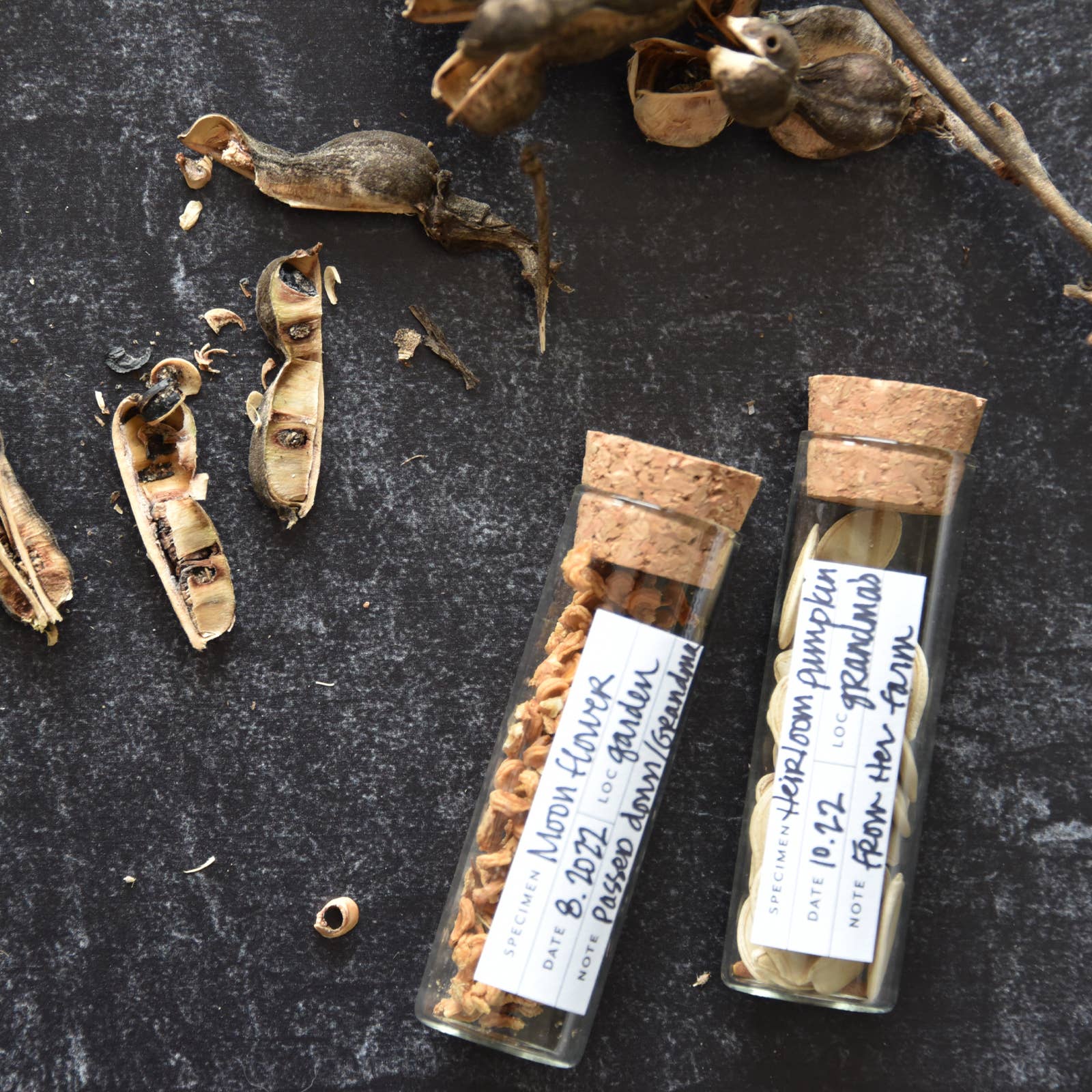 Botanical Specimen Labels, Set/36 - DIGS