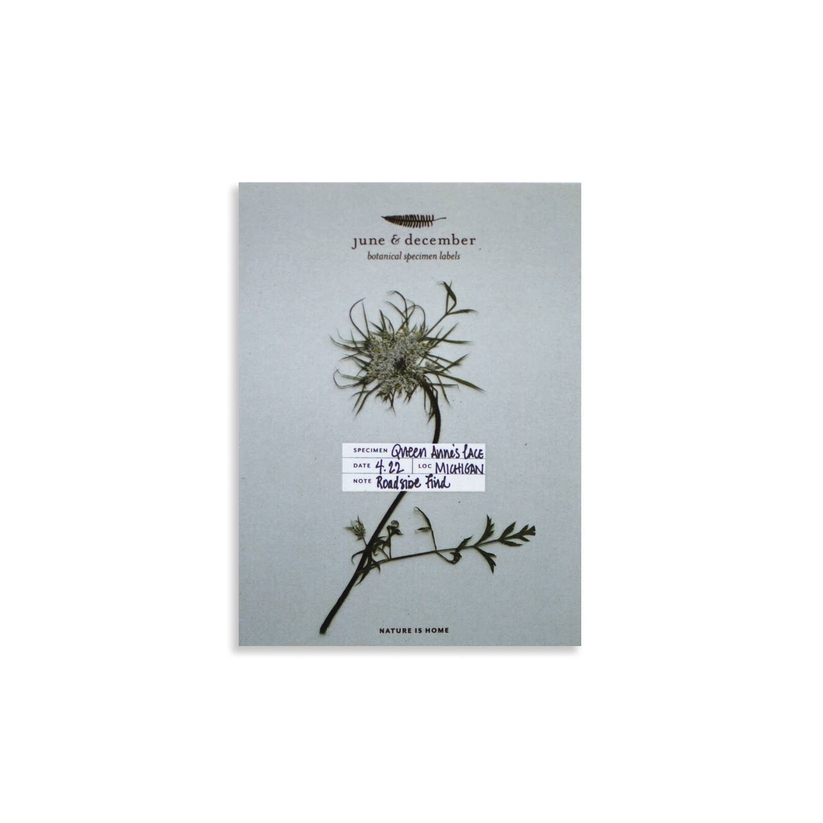 Botanical Specimen Labels, Set/36 - DIGS