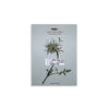 Botanical Specimen Labels, Set/36 - DIGS