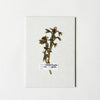 Botanical Specimen Labels, Set/36 - DIGS