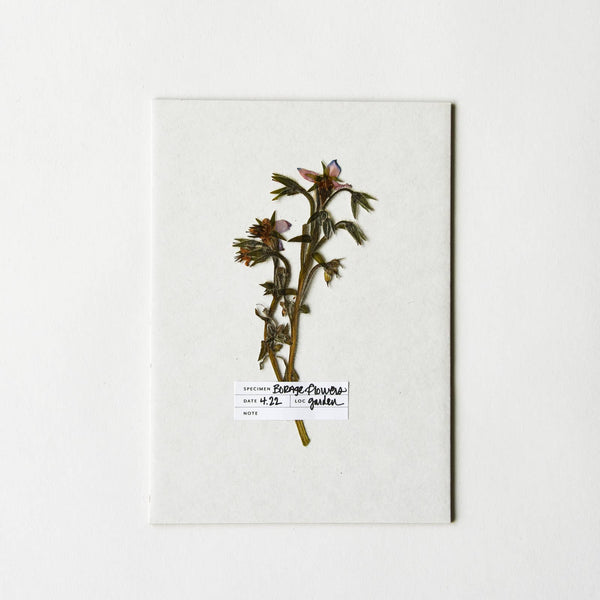 Botanical Specimen Labels, Set/36 - DIGS