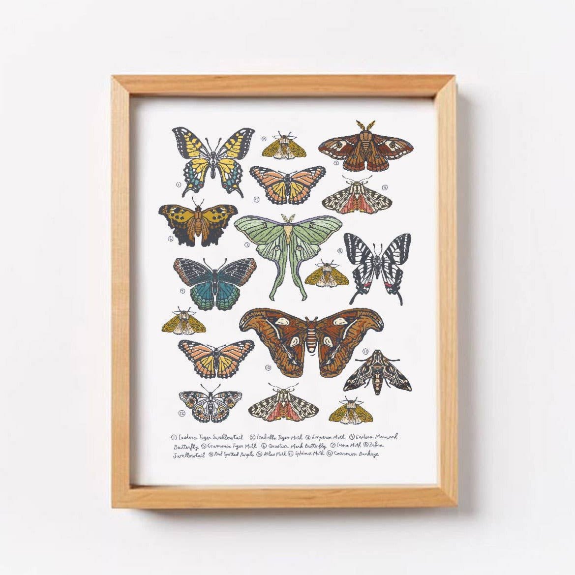 Butterfly & Moth Collection Wall Art Print - DIGS