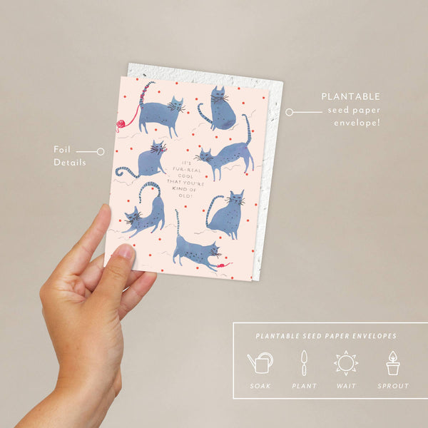 Cool Cats Old Birthday Card - DIGS