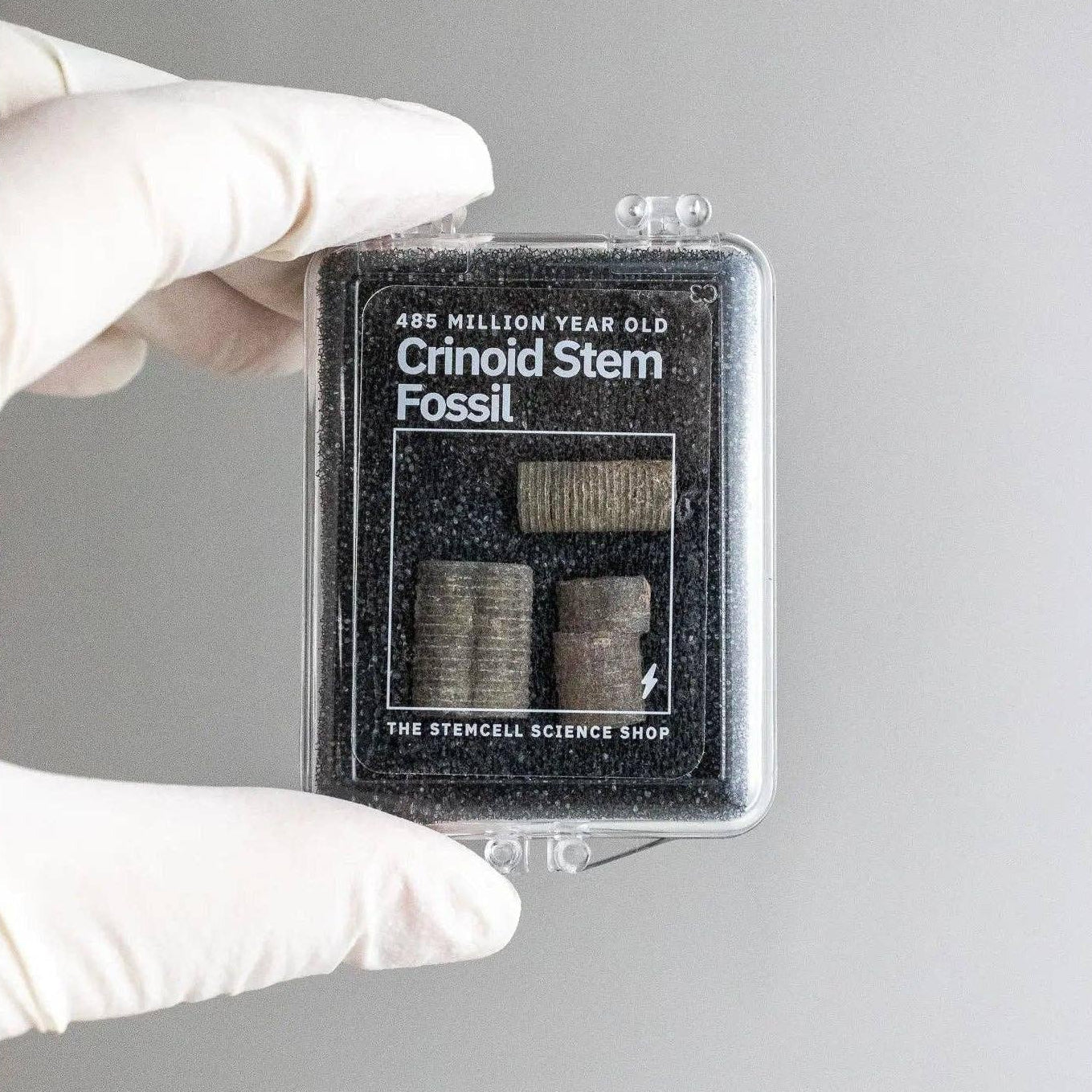 Crinoid Fossil - DIGS