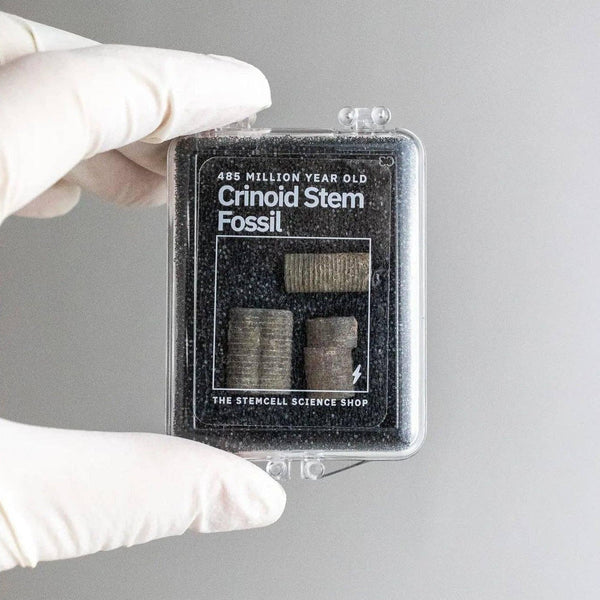 Crinoid Fossil - DIGS