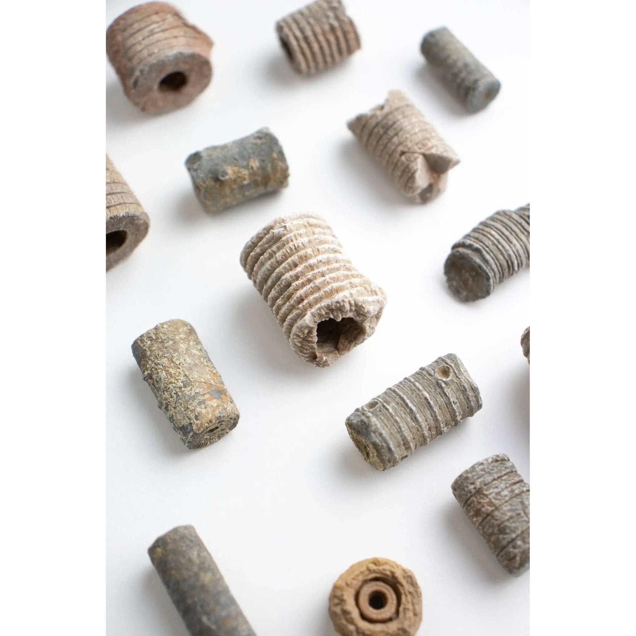 Crinoid Fossil - DIGS