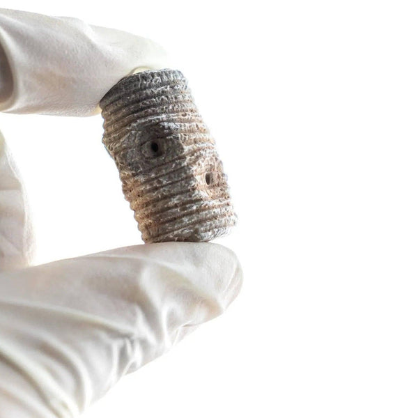 Crinoid Fossil - DIGS