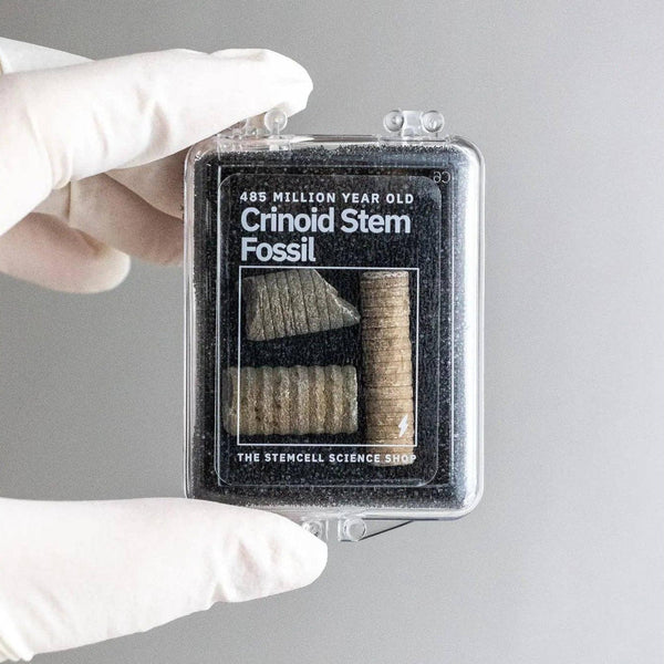 Crinoid Fossil - DIGS