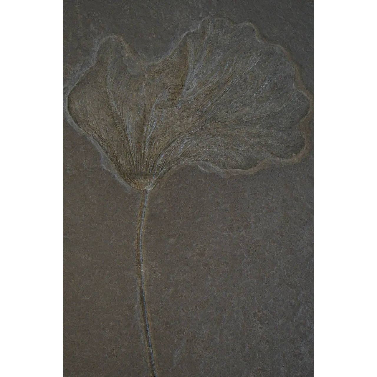 Crinoid Fossil - DIGS