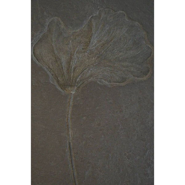 Crinoid Fossil - DIGS