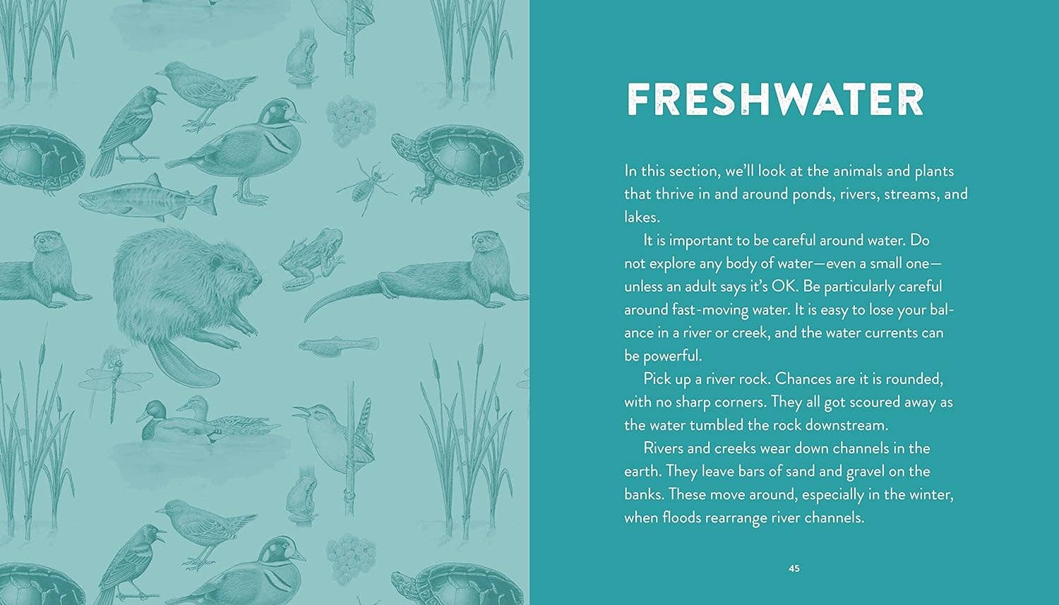 Curious Kids Nature Guide: Explore the Pacific Northwest - DIGS