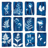 Cyanotype Card Set | 12 - DIGS
