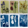 Cyanotype Kit - DIGS