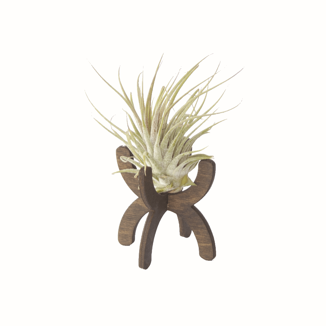 Desktop Plant Stand - DIGS