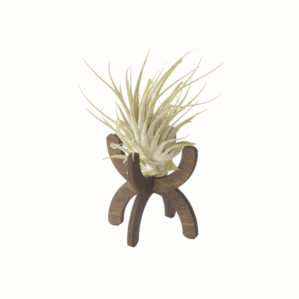Desktop Plant Stand - DIGS