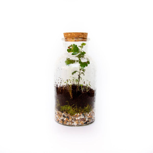 DIY Terrarium Kit - DIGS