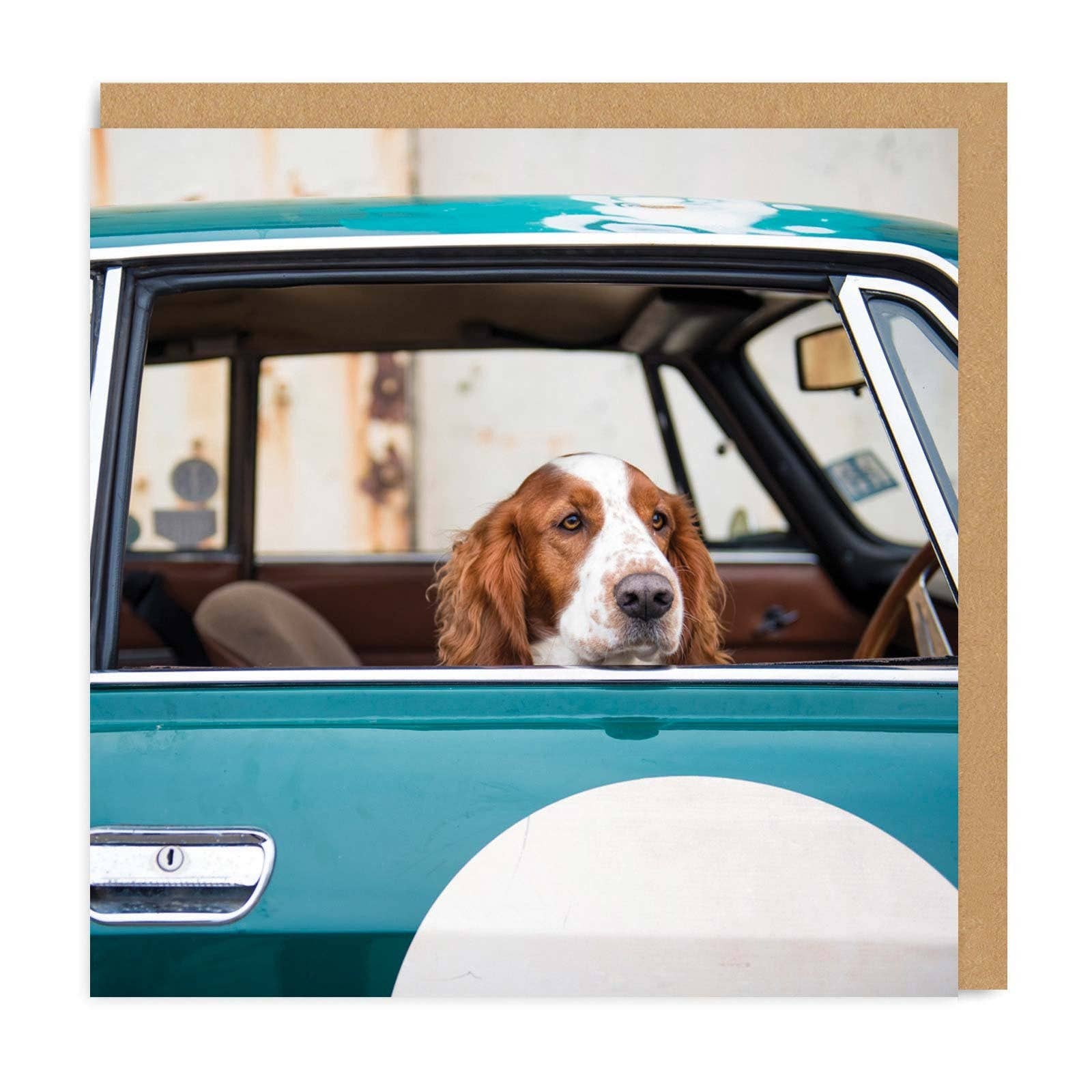 Dog In Car Card - DIGS