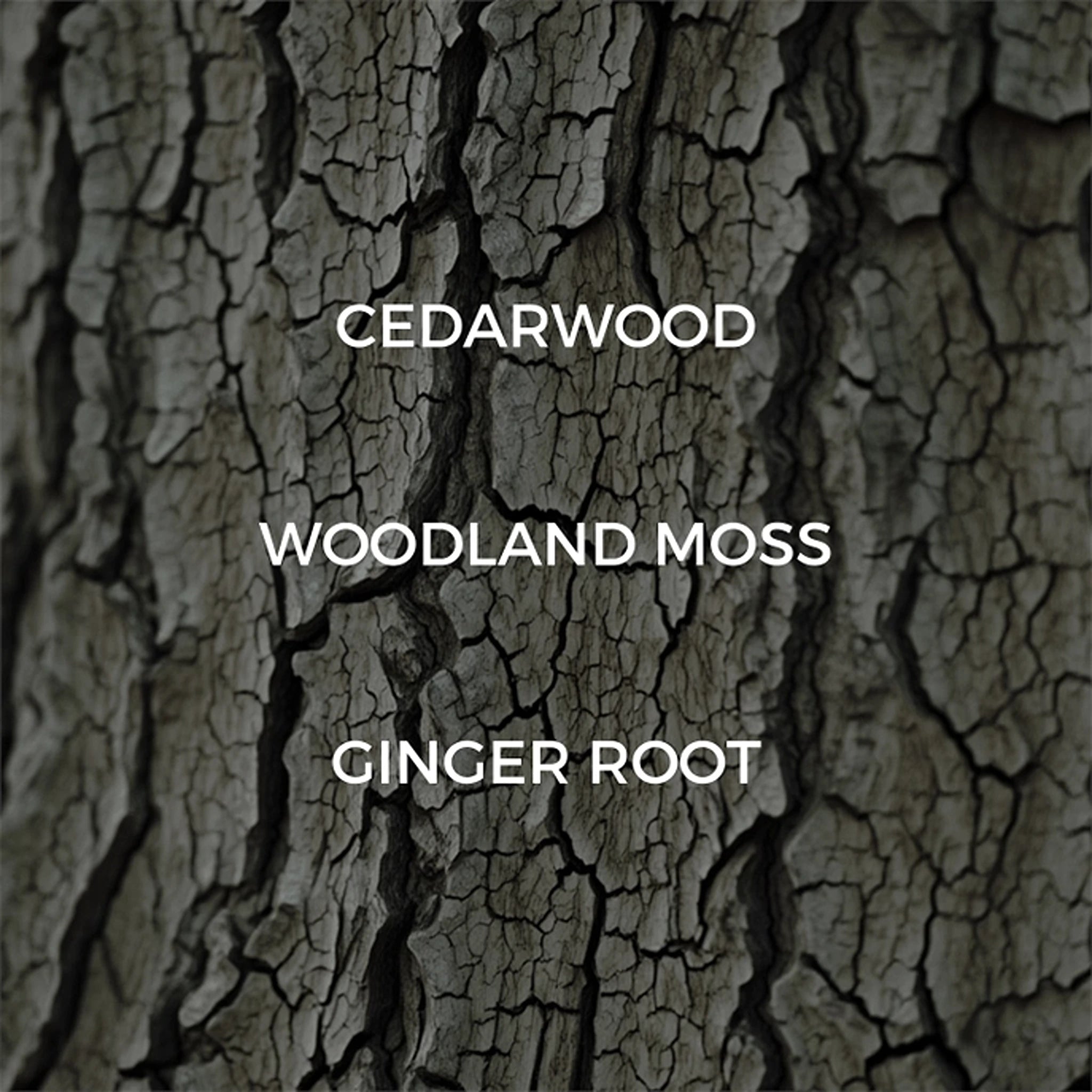 Dried Cedar + Moss Candle - DIGS